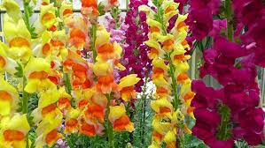 Image result for Antirrhinum majus maximum