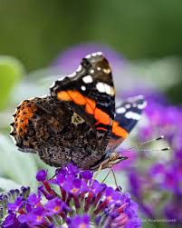 Attēlu rezultāti vaicājumam “Vanessa atalanta”