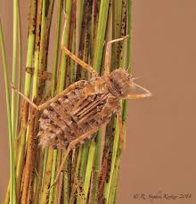 Attēlu rezultāti vaicājumam “Didymium tussilaginis macro”