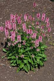 Attēlu rezultāti vaicājumam “Stachys officinalis bud”