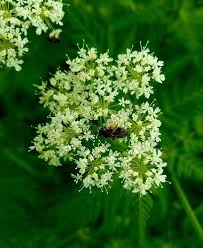 Image result for Myrrhis odorata