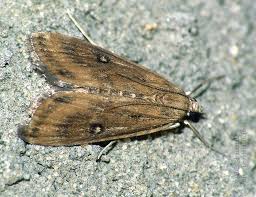 Attēlu rezultāti vaicājumam “Parapoynx stratiotata”