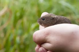 Attēlu rezultāti vaicājumam “Microtus agrestis”