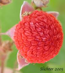 Attēlu rezultāti vaicājumam “Rubus parviflorus fruit”