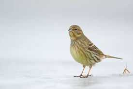 Attēlu rezultāti vaicājumam “Emberiza citrinella juvenile”