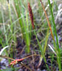 Attēlu rezultāti vaicājumam “Carex limosa”