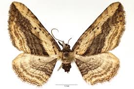 Attēlu rezultāti vaicājumam “Horisme vitalbata”