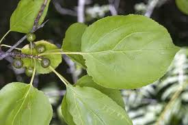 Attēlu rezultāti vaicājumam “Rhamnus cathartica”