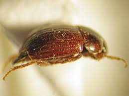 Attēlu rezultāti vaicājumam “Leiodidae”