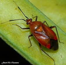 Attēlu rezultāti vaicājumam “Deraeocoris ruber”