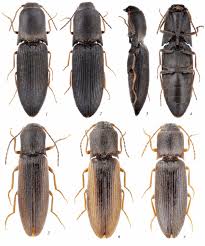 Attēlu rezultāti vaicājumam “Elateridae”