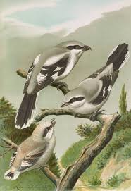 Attēlu rezultāti vaicājumam “Lanius excubitor”