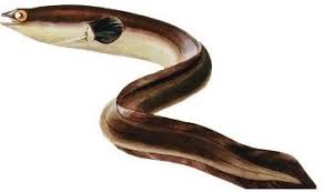 Image result for Anguilla anguilla