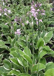 Image result for Hosta fortunei albomarginata