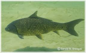 Image result for Ictiobus niger