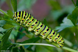 Attēlu rezultāti vaicājumam “Euphydryas maturna larva”