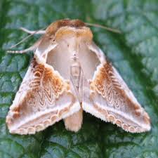 Attēlu rezultāti vaicājumam “Habrosyne pyritoides”