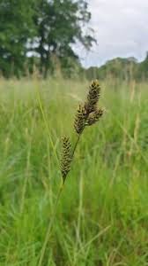 Attēlu rezultāti vaicājumam “Carex hartmanii”