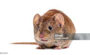 Attēlu rezultāti vaicājumam “Myodes glareolus”