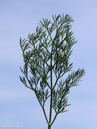 Attēlu rezultāti vaicājumam “Dianema nivale sessile”