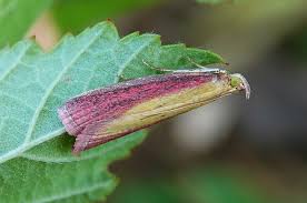 Attēlu rezultāti vaicājumam “Oncocera semirubella”