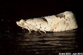 Attēlu rezultāti vaicājumam “Epinotia bilunana”