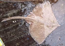 Image result for Dipturus batis