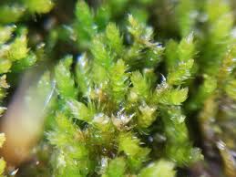 Attēlu rezultāti vaicājumam “Platygyrium repens”