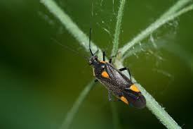 Attēlu rezultāti vaicājumam “Capsodes gothicus imago”