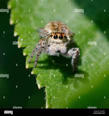 Attēlu rezultāti vaicājumam “Xanthogramma sp.”