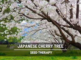 Attēlu rezultāti vaicājumam “Prunus (sakura)”