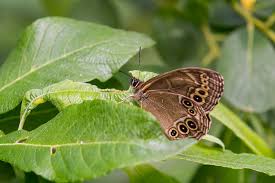 Attēlu rezultāti vaicājumam “Lopinga achine”