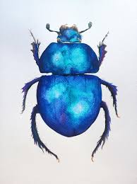 Attēlu rezultāti vaicājumam “Trypocopris vernalis”