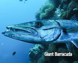 Image result for Dive Barracuda