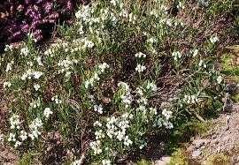 Attēlu rezultāti vaicājumam “Andromeda polifolia leaf”