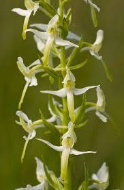 Attēlu rezultāti vaicājumam “Platanthera bifolia flower”