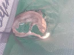 Image result for Scyliorhinus stellaris