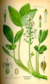 Attēlu rezultāti vaicājumam “Menyanthes trifoliata”