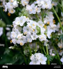 Image result for Polemonium coeruleum album