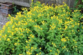 Attēlu rezultāti vaicājumam “Oenothera rubricauli”