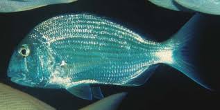 Image result for Rhabdosargus holubi