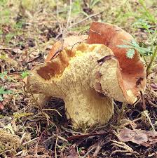 Attēlu rezultāti vaicājumam “Suillus luteus”