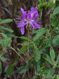 Attēlu rezultāti vaicājumam “Rhododendron canadense”