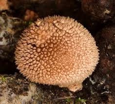 Attēlu rezultāti vaicājumam “Lycoperdon echinatum”