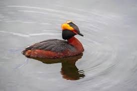 Image result for Podiceps auritus