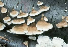 Attēlu rezultāti vaicājumam “Plicaturopsis crispa”