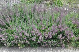 Attēlu rezultāti vaicājumam “Diderma tigrinum stalked”