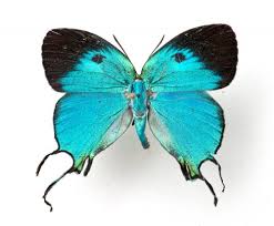 Attēlu rezultāti vaicājumam “Arcyria imperialis”