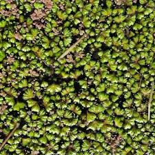 Attēlu rezultāti vaicājumam “Ricciocarpos natans”