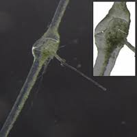 Attēlu rezultāti vaicājumam “Chara aspera male”